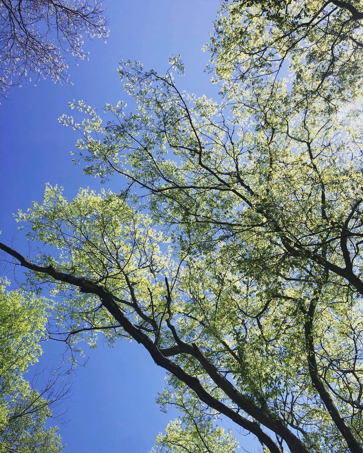 Like a Tree, You Will Grow